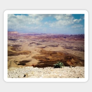 Israel, Mitzpe Ramon. Plant at Ramon Crater Sticker